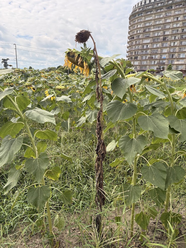 夏の終わりを迎えうつむく第一なぎさ公園のひまわり