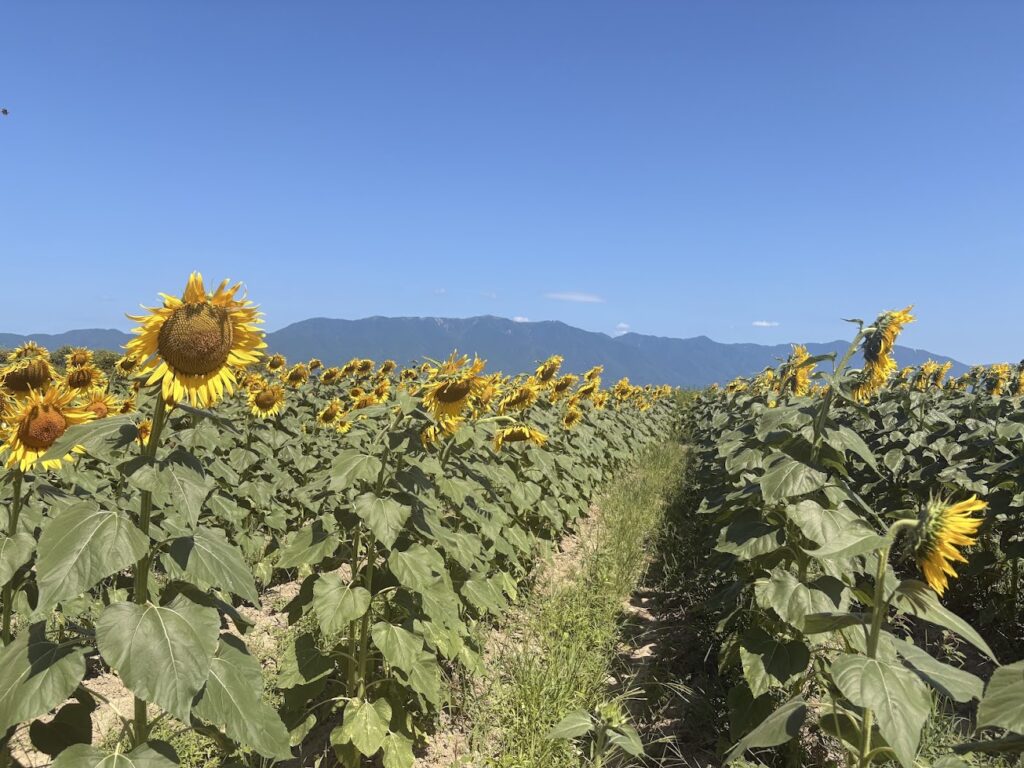 守山市の第一なぎさ公園に咲く夏のひまわり畑