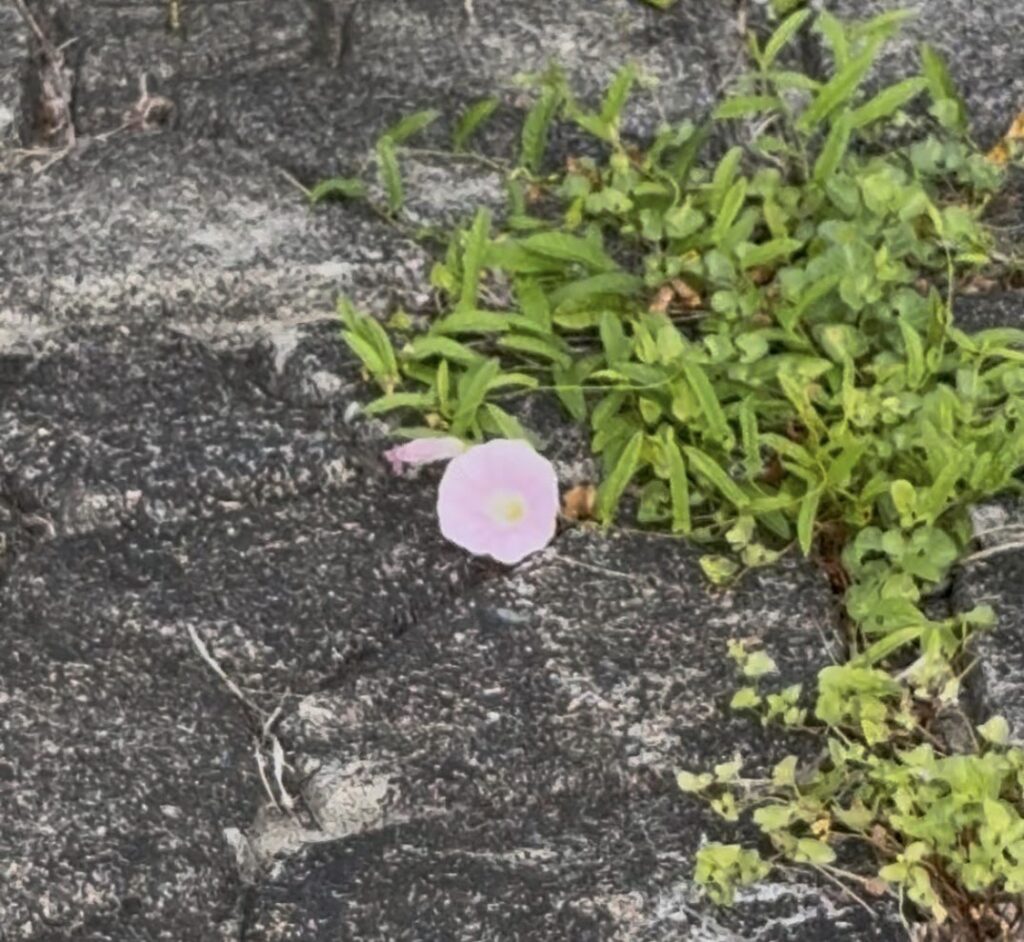 守山市・ピエリ守山横の琵琶湖岸で見つけたピンク色の花