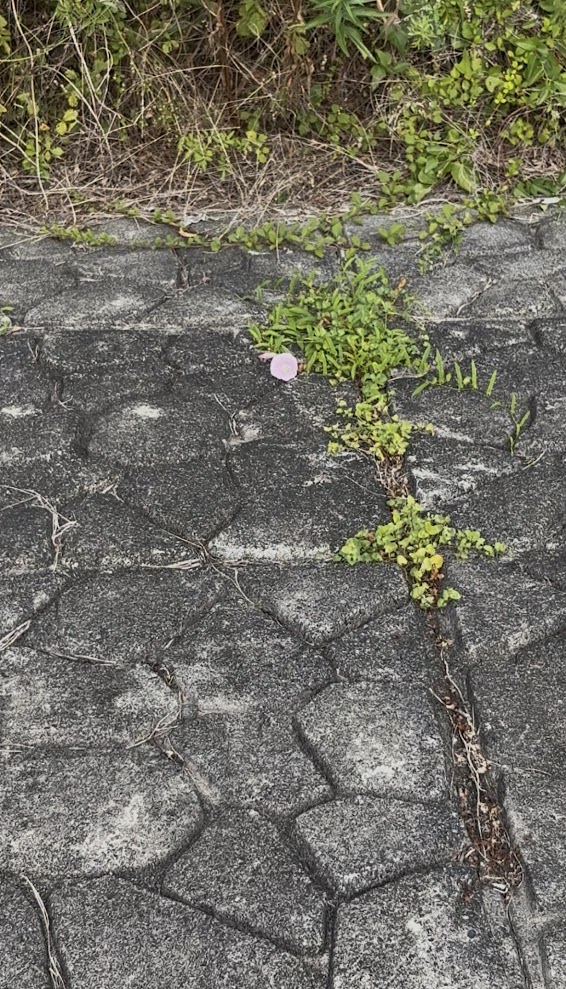 守山市・ピエリ守山横の湖岸の斜面に咲くピンク色の花