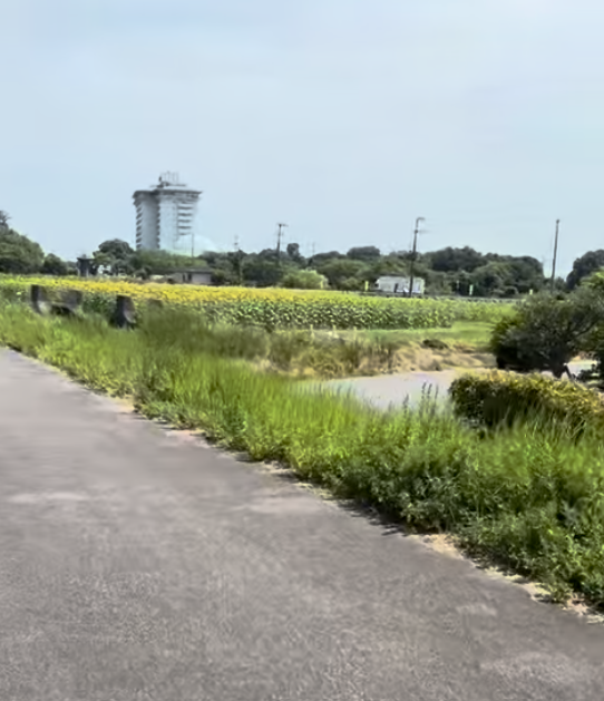 守山市の琵琶湖岸を自転車で走った先に見えた夏のひまわり畑