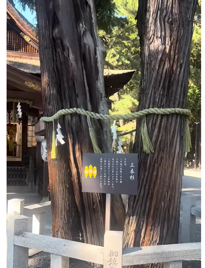 しめ縄が掛けられた建部大社境内の三本杉