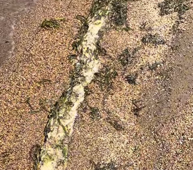 第二なぎさ公園の波打ち際に集まった藻と白い泡