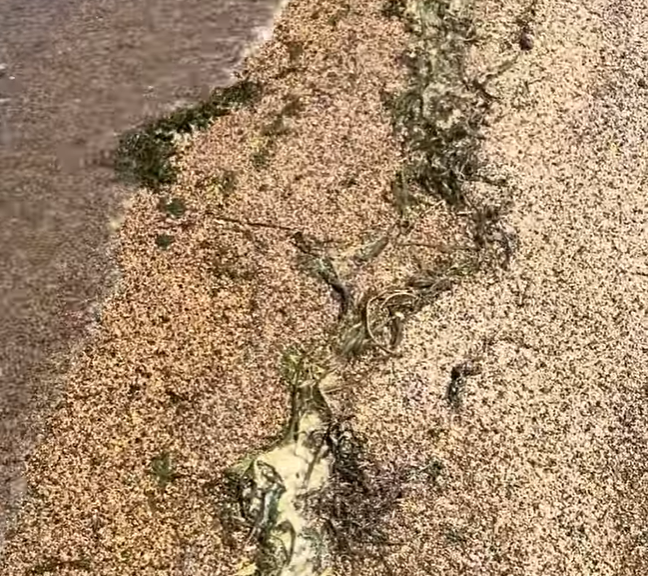 雨のあとの第二なぎさ公園の波打ち際に集まった藻