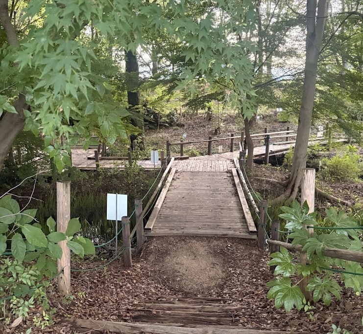 滋賀県守山市のほたるの森に設けられた木道と周囲の木々