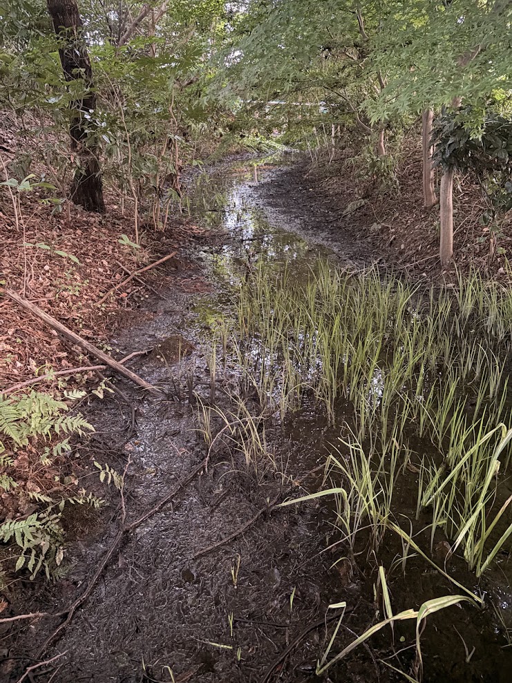 守山市のほたるの森にある木々に囲まれた水辺と湿地の風景