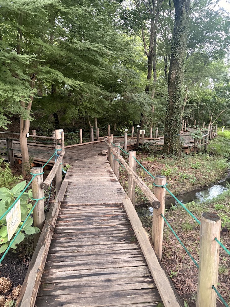 滋賀県守山市のほたるの森で木々の奥へ続く木製の散策路