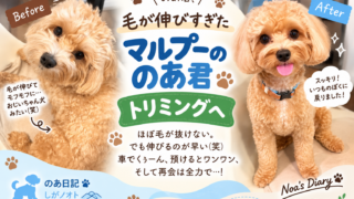 毛が伸びたマルプーのあ君のトリミング前とトリミング後