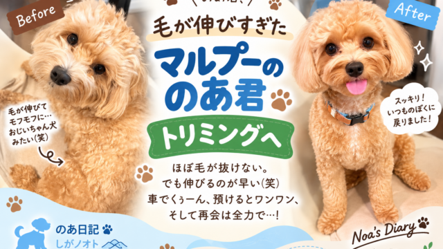 毛が伸びたマルプーのあ君のトリミング前とトリミング後