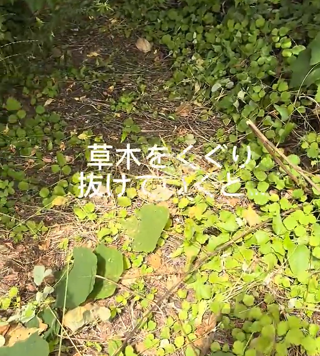 滋賀県守山市の琵琶湖岸で草木の間を進む道