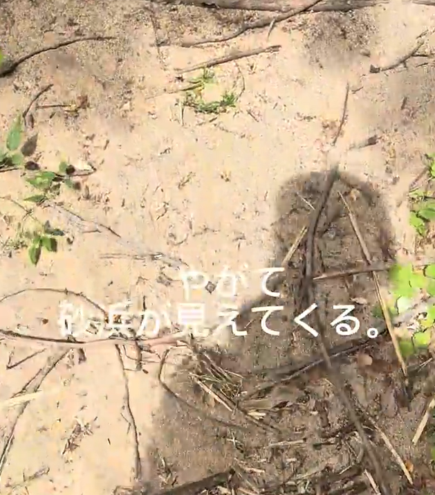 守山市の琵琶湖岸で草木の向こうに見える小さな砂浜